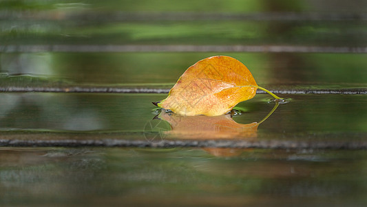 秋天雨后落叶倒影特写图片