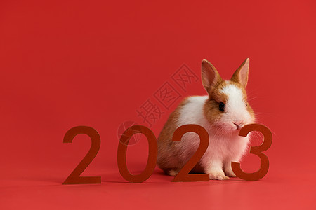 2023年兔年小兔子形象背景图片