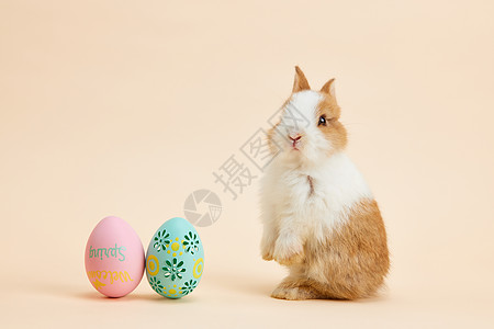 彩蛋和兔子复活节彩蛋小兔子背景