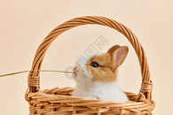 可爱兔子吃干草图片