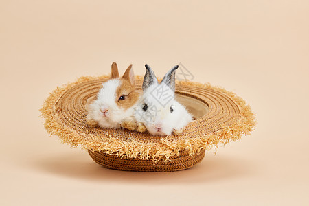 草帽里两只可爱的小兔子图片