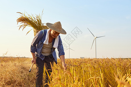 秋季农民稻田里收割水稻图片
