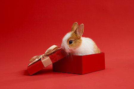 新年礼物盒礼物盒里的小兔子背景