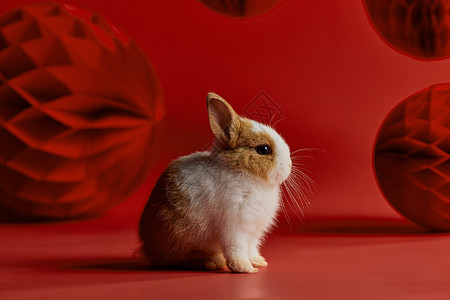 可爱小兔子新年形象背景图片