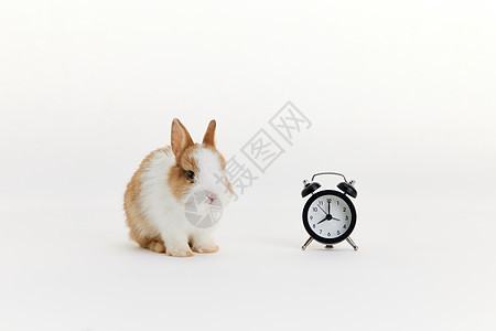 可爱的小兔子与时钟图片