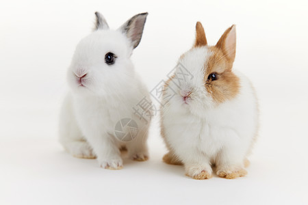 两只可爱的小兔子图片