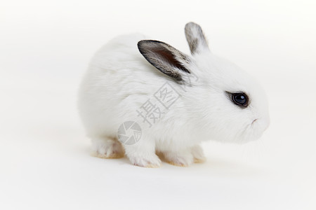 可爱白色兔子形象背景图片