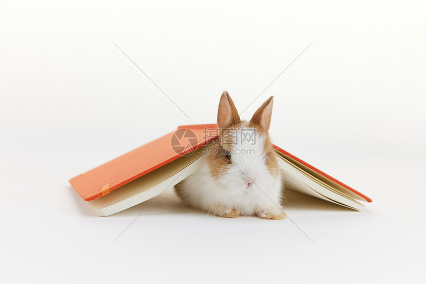 趴在书下的兔子图片