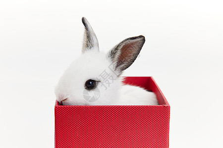 礼物盒里的小兔子高清图片