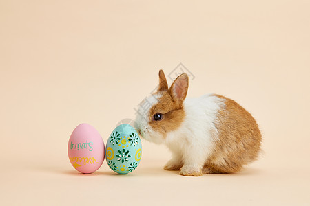 小兔子与复活节彩蛋图片