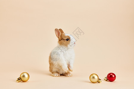 圣诞彩球与小兔子背景图片