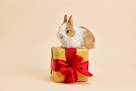 小兔子站在礼物盒上背景图片