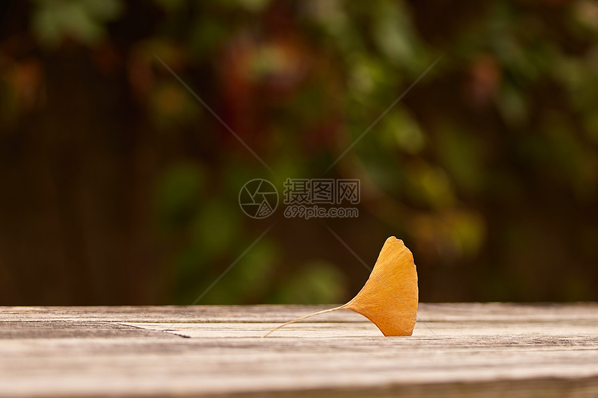 秋季户外飘落的银杏叶图片