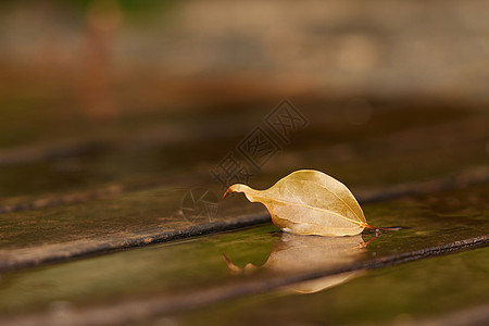 秋天雨后落叶倒影特写高清图片