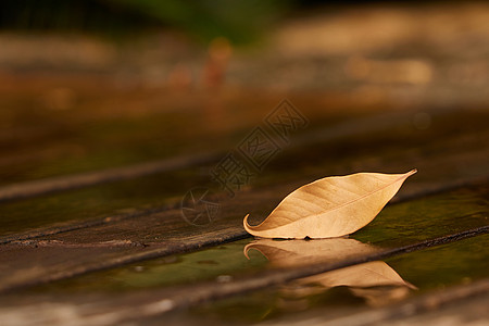 秋季雨后落叶倒影特写高清图片