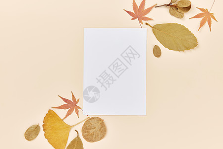 秋季落叶标本留白背景背景图片