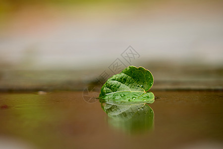 绿色秋叶秋天雨后落叶倒影背景