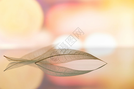 清新唯美树叶背景素材图片