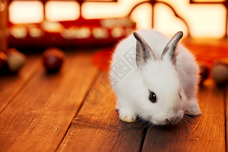 兔年小兔子形象背景图片