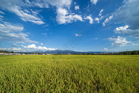 乡村丰收稻田稻穗摄影图图片