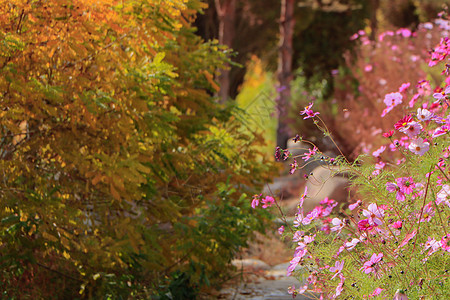 红叶一片秋季里的黄色树叶和粉红色鲜花背景