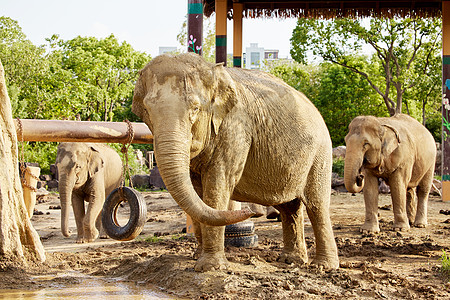 动物园里的亚洲象图片