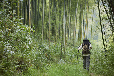 年轻女性竹林里面徒步背影图片