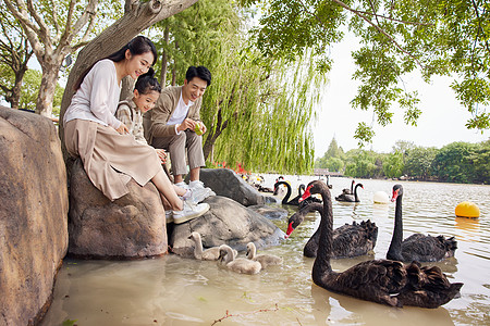 一家三口郊游湖边与天鹅互动的幸福家庭背景