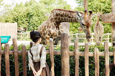 在动物园看长颈鹿的女孩背影图片