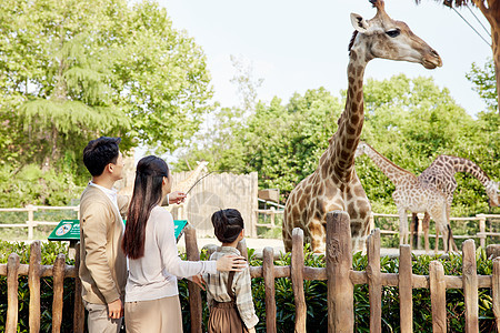 爸妈带女儿动物园观赏长颈鹿背景图片