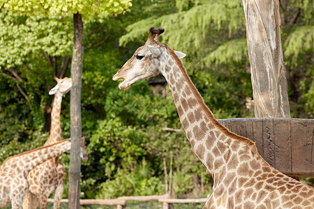 动物园里可爱的长颈鹿背景图片