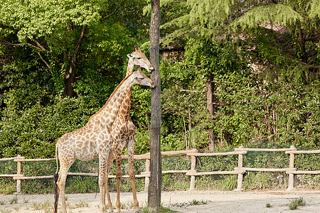 可爱的长颈鹿动物园里的长颈鹿背景