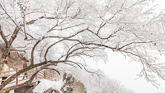 河南老君山银装素裹雪景图片