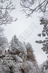 雾凇雪挂河南老君山银装素裹雪景背景