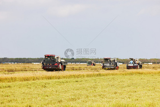 秋季稻田收割机机器图片