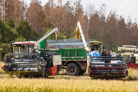 秋天农民运作收割机收水稻图片