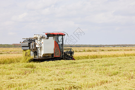 秋天稻田里的收割机机器图片
