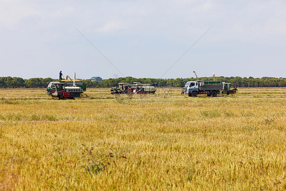 秋天稻田收割农物机器图片