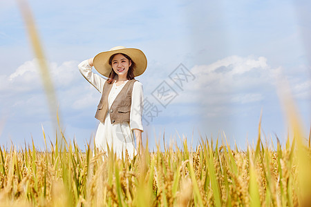 穿着连衣裙走在稻田里的美女形象图片