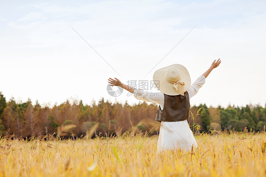 稻田里的美女张开双手享受自然背影图片