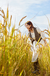 秋季在稻田散步的美女图片