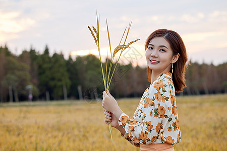 黄昏稻田里手拿水稻的少女高清图片