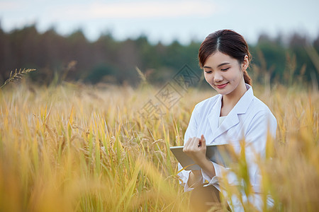农业科技专家研究水稻图片