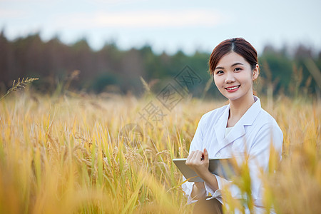 农业科技专家稻田里研究水稻图片