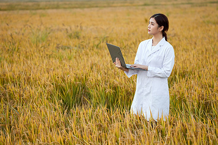 农业科技专家稻田里研究水稻图片