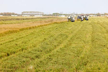 秋季稻田收割机收水稻图片