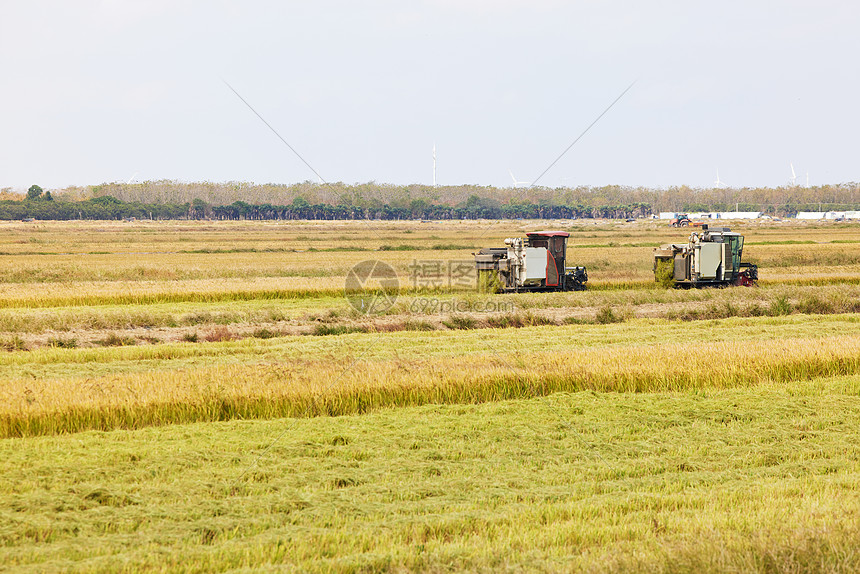 金色稻田里的收割机收水稻图片