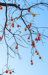 蓝天下树上熟了的柿子图片