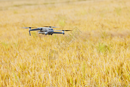 使用无人机观察水稻图片