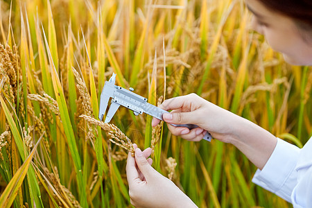 科研人员在稻田里研究水稻特写图片